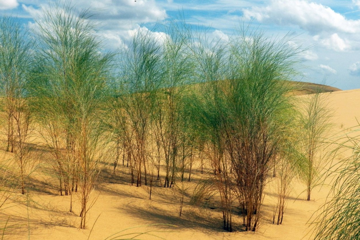 Ветка джузгуна (Calligonum):