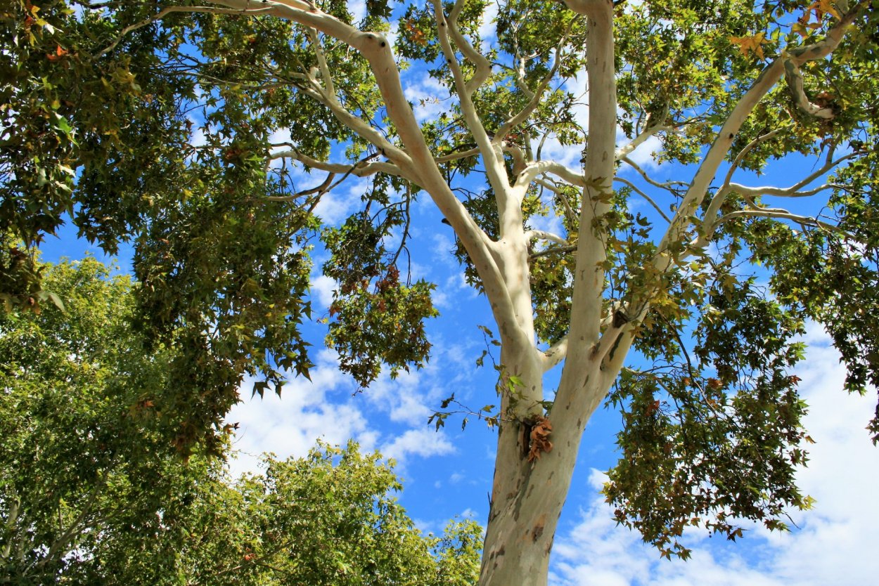 Платан Чинара