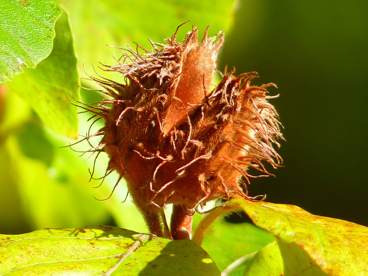 Буковый орех чинарик