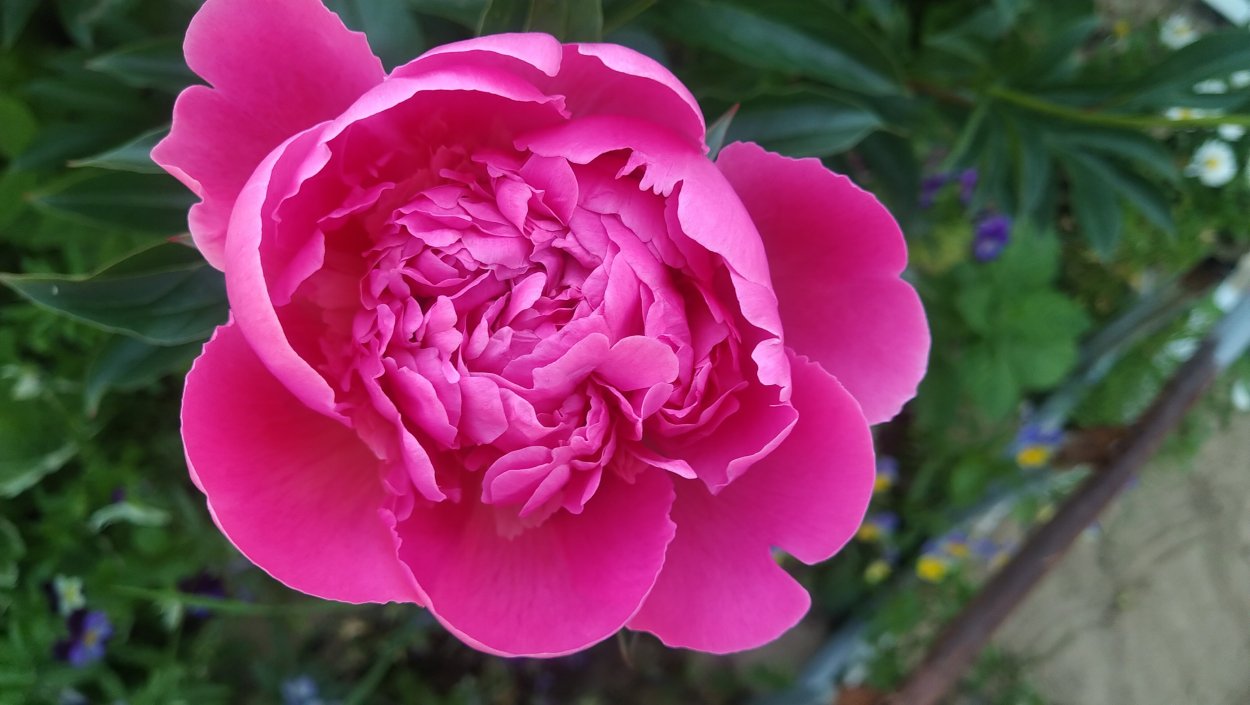 Пион Francois Ortegat