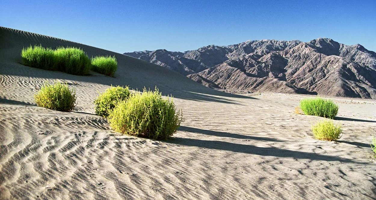 Казахстан степи Цветущий саксаул