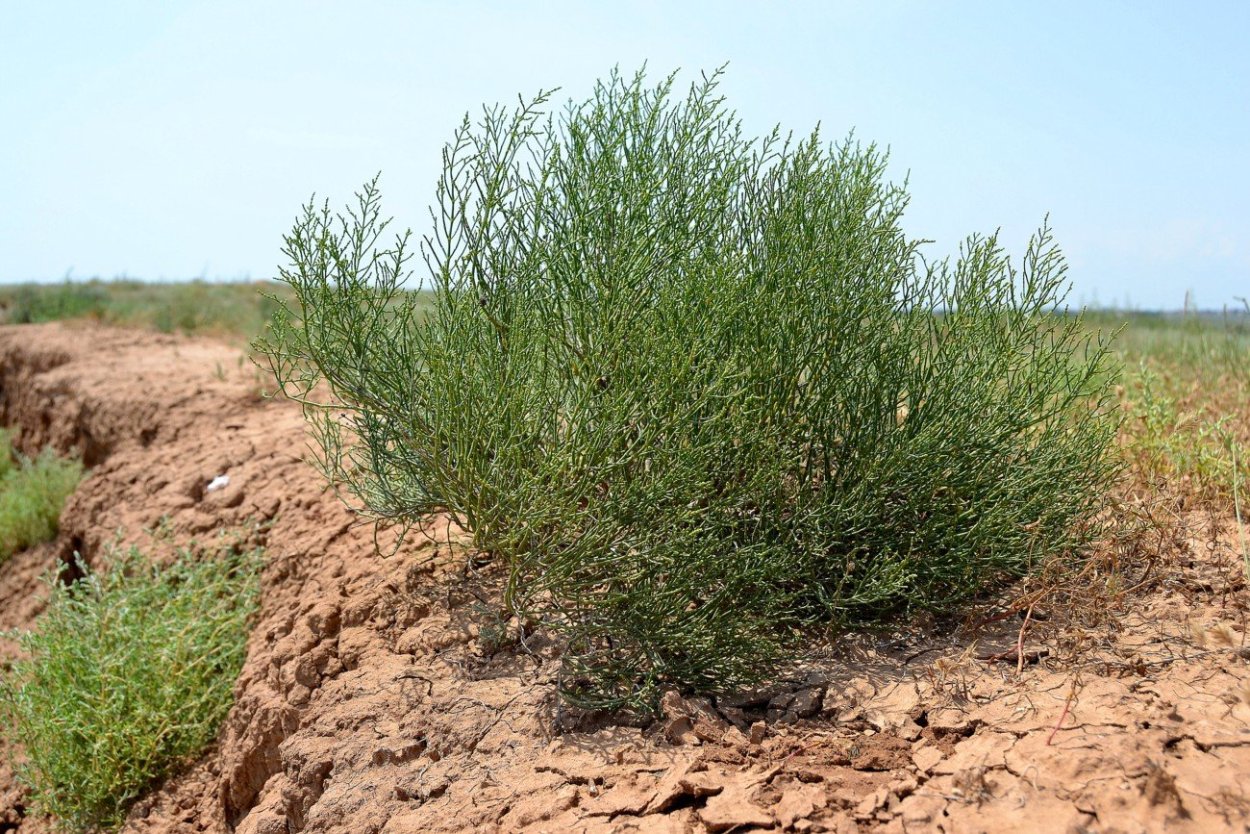 Саксаул растение пустыни цветение