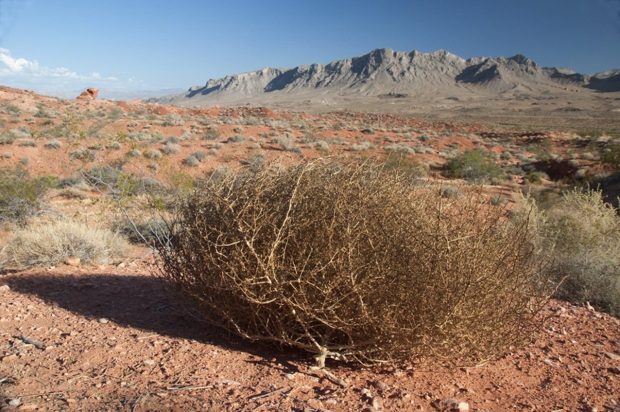 Джузгун монгольский