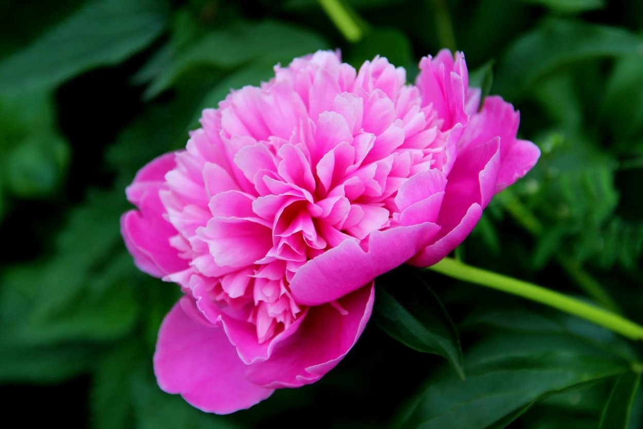 Пион травянистый Флейм