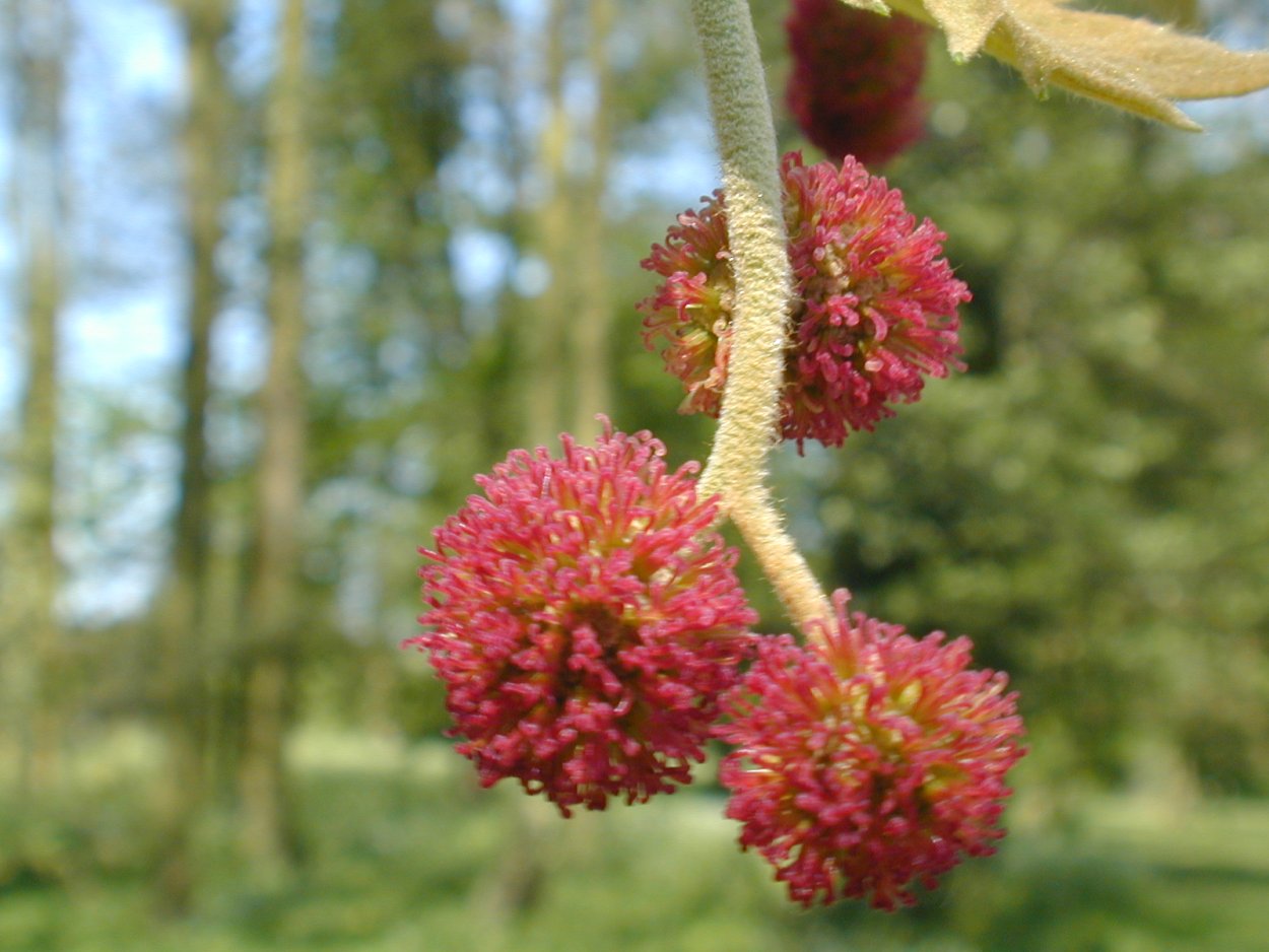 Платан цветет