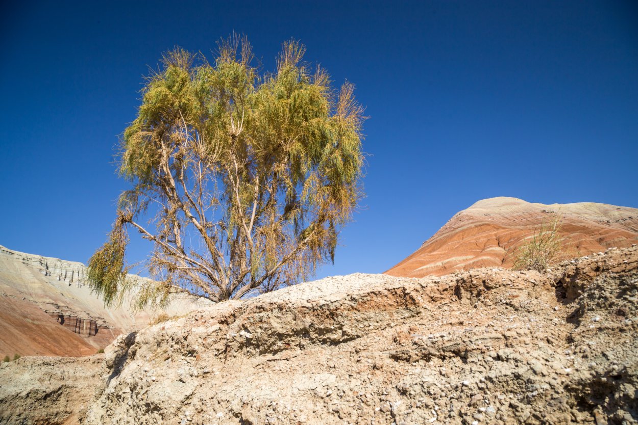 Перекати-поле растение