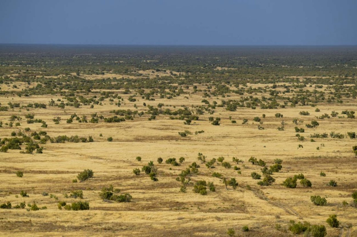 Джузгун рисунок карандашом