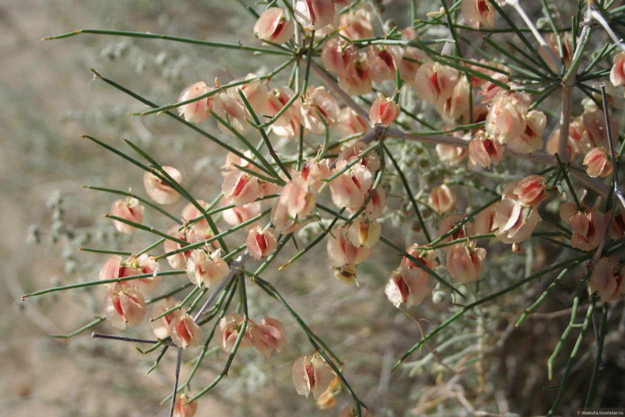 Джузгун растение