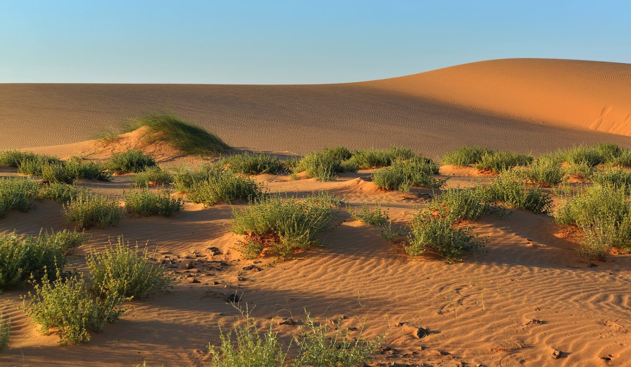 Ammodendron conollyi