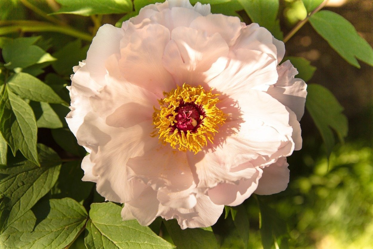 Patio Peony™ Madrid пион