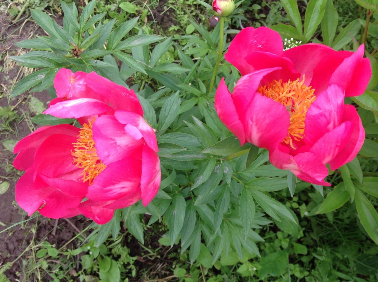 Пион Эвентайд