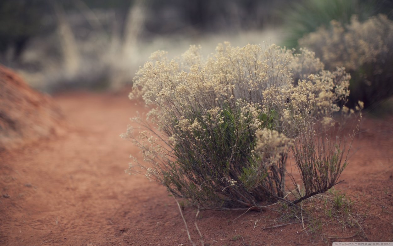 Тилландсия Атакама