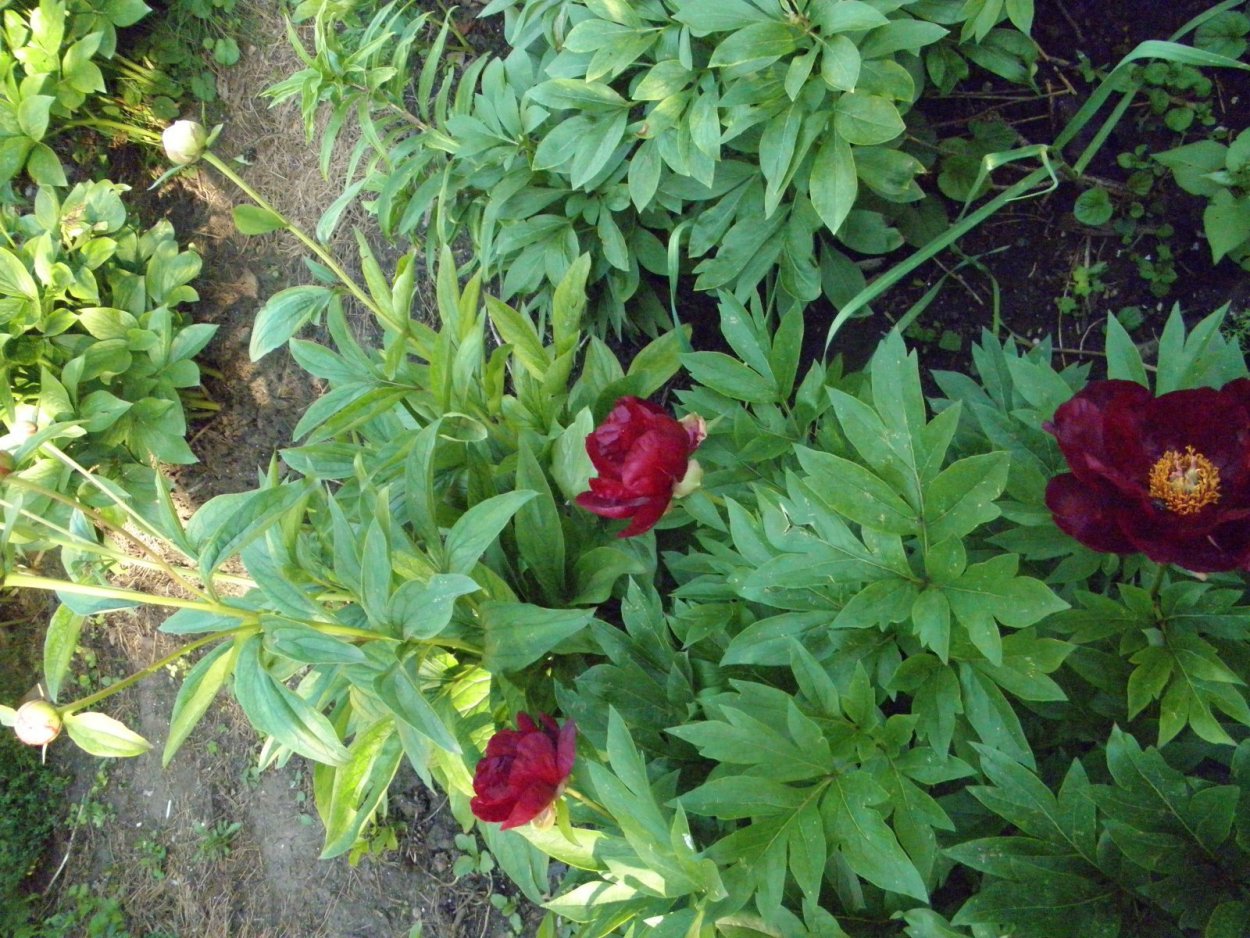 Пион Эльза Брабант