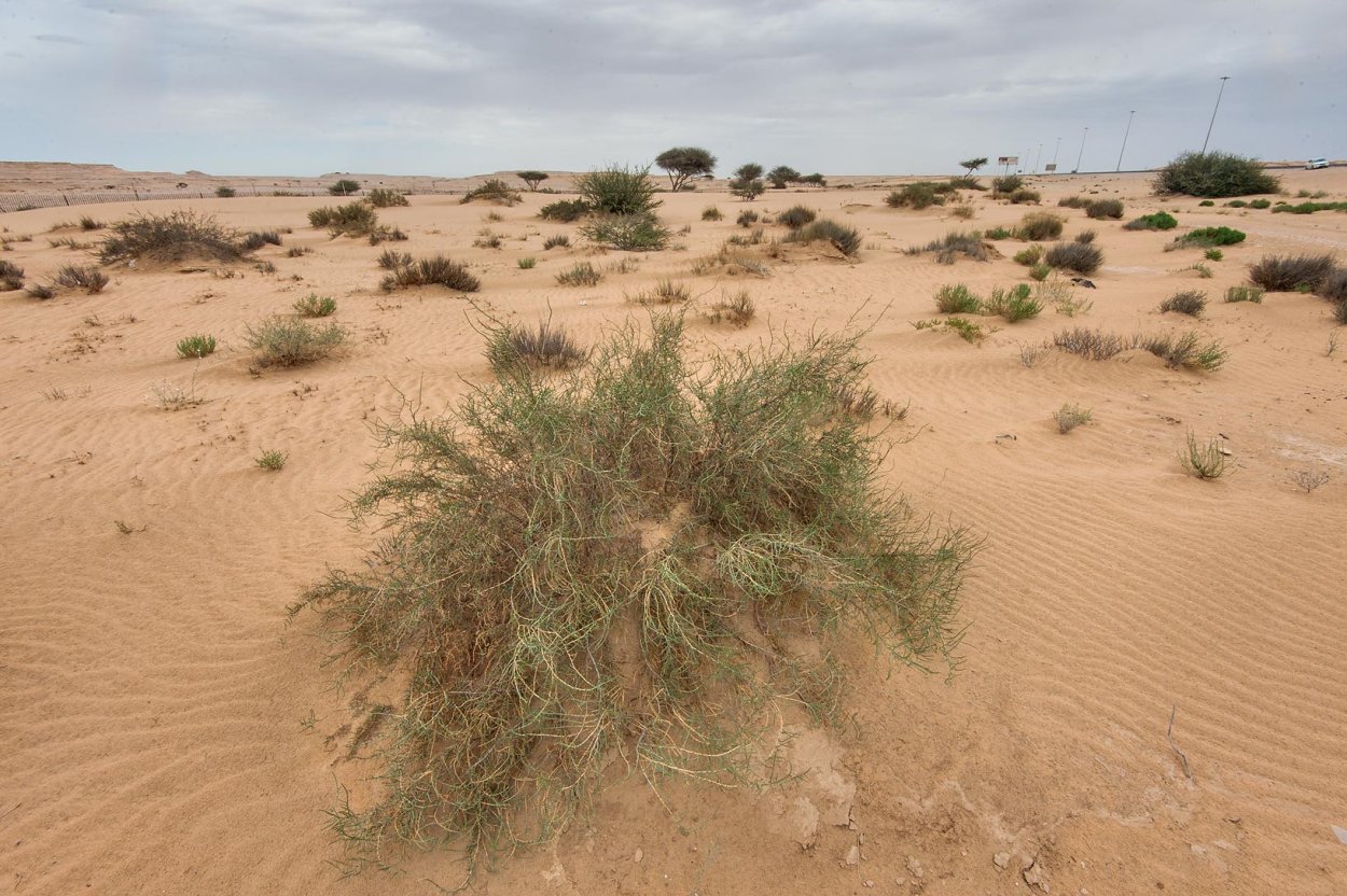 Джузгун растение пустыни
