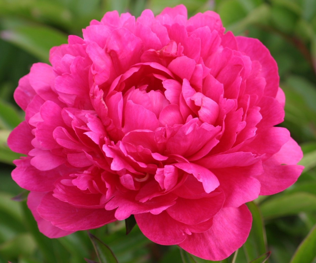 Пион Gilbert Barthelot