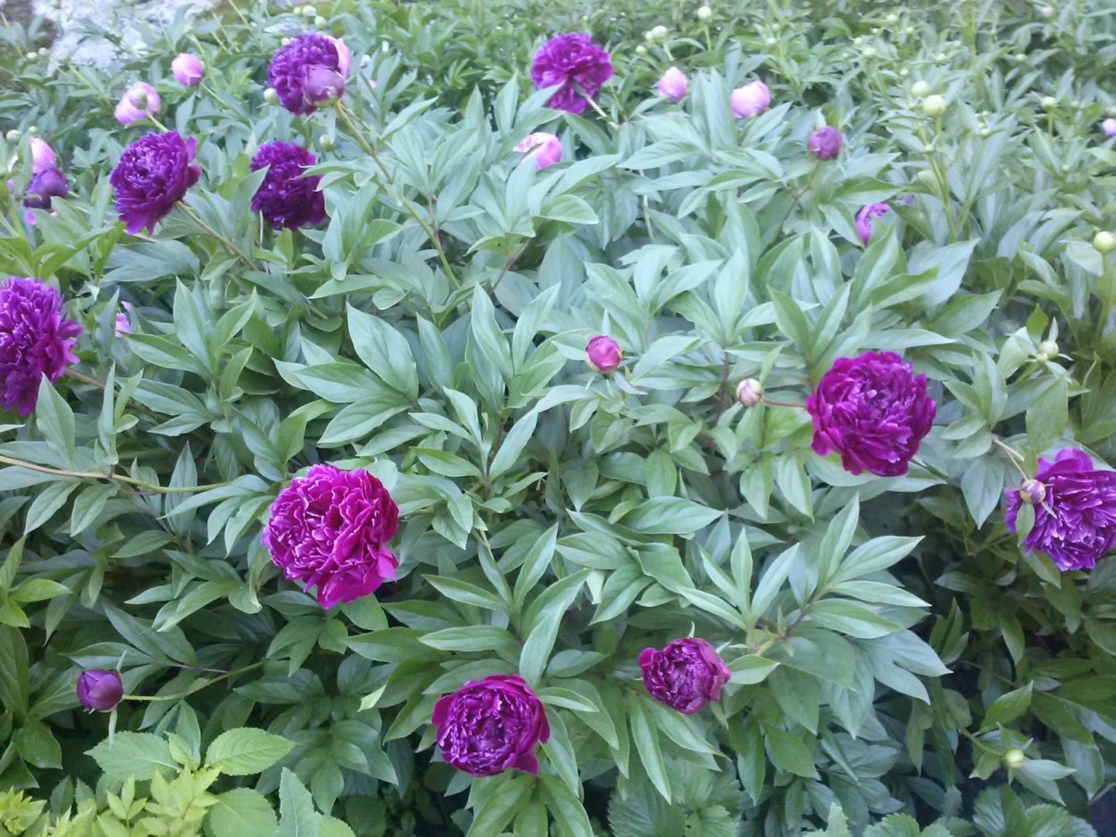 Paeonia Tamamidori