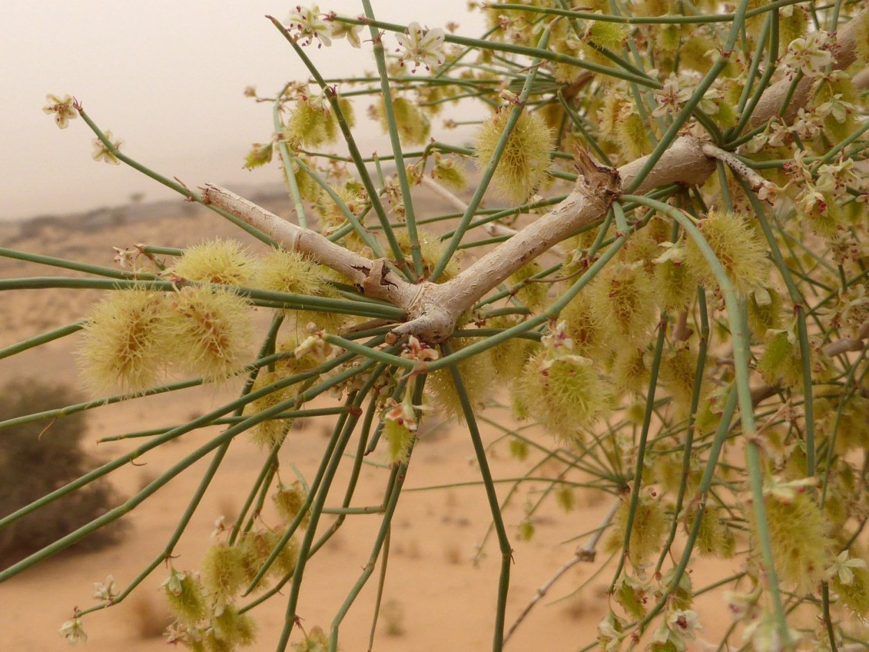 Джузгун безлистный