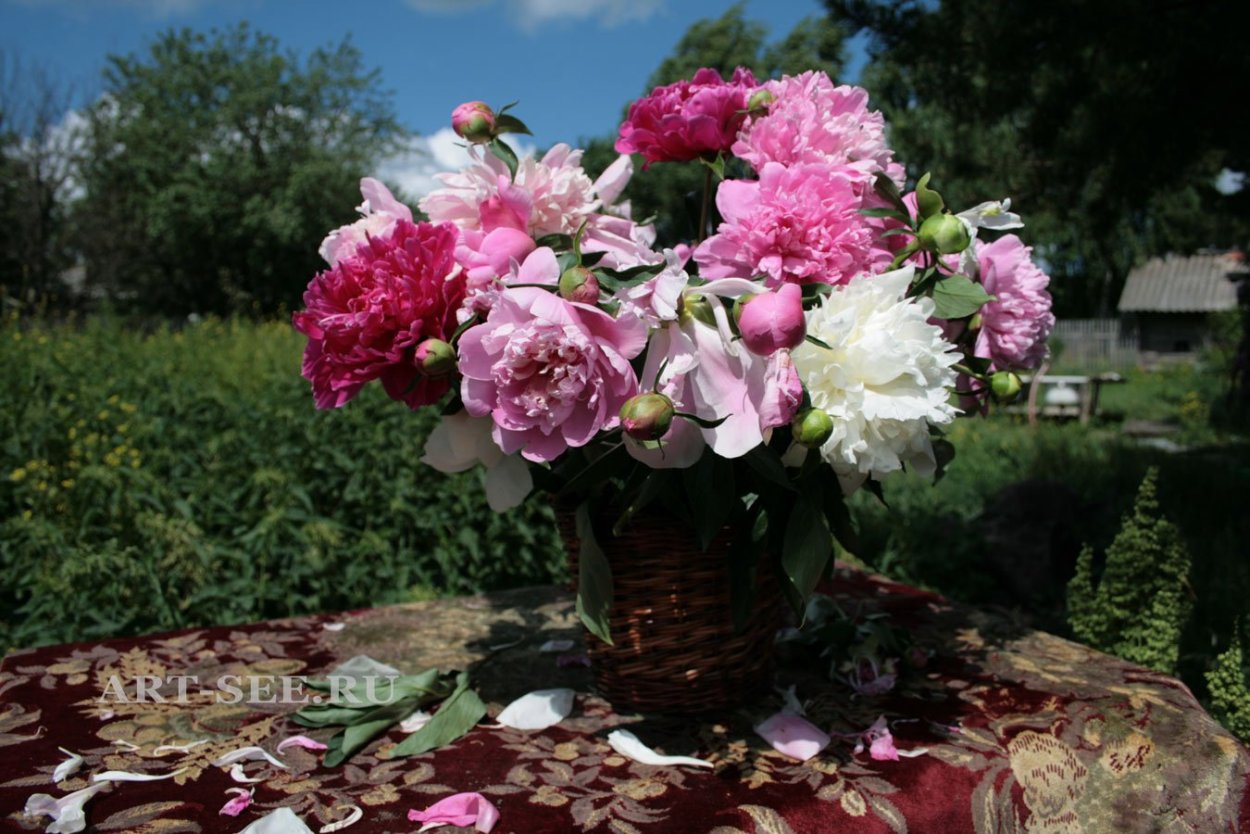 Пион ОДИЛИЯ