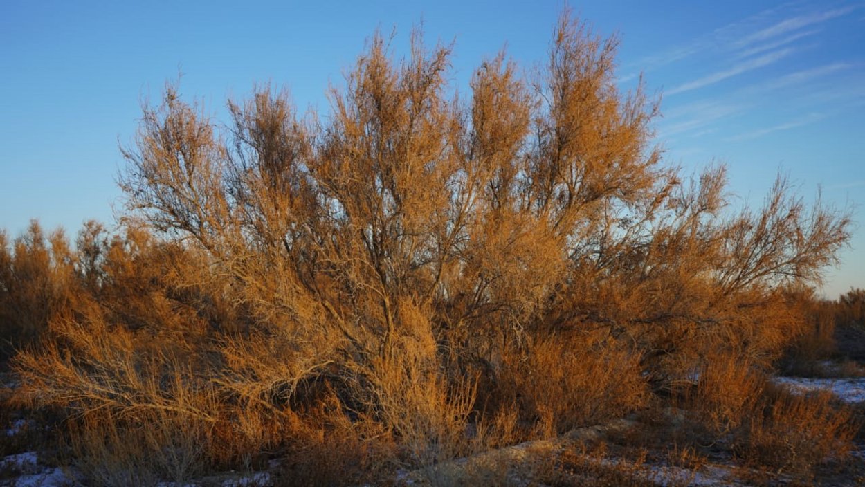 Пустыне Туркменистане саксаул