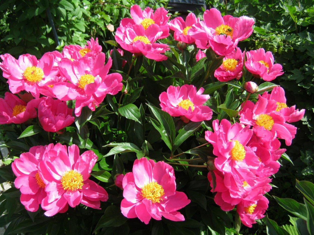 Пион Ричард Карвел