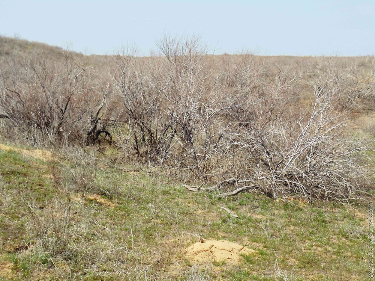 Тамариск в Египте
