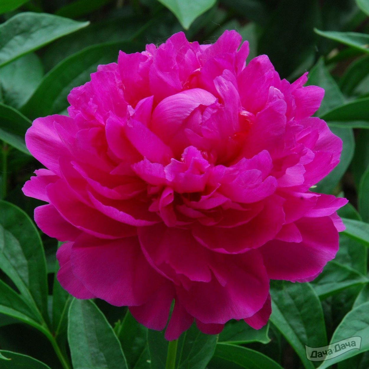 Пион Папл Джейли Кроун