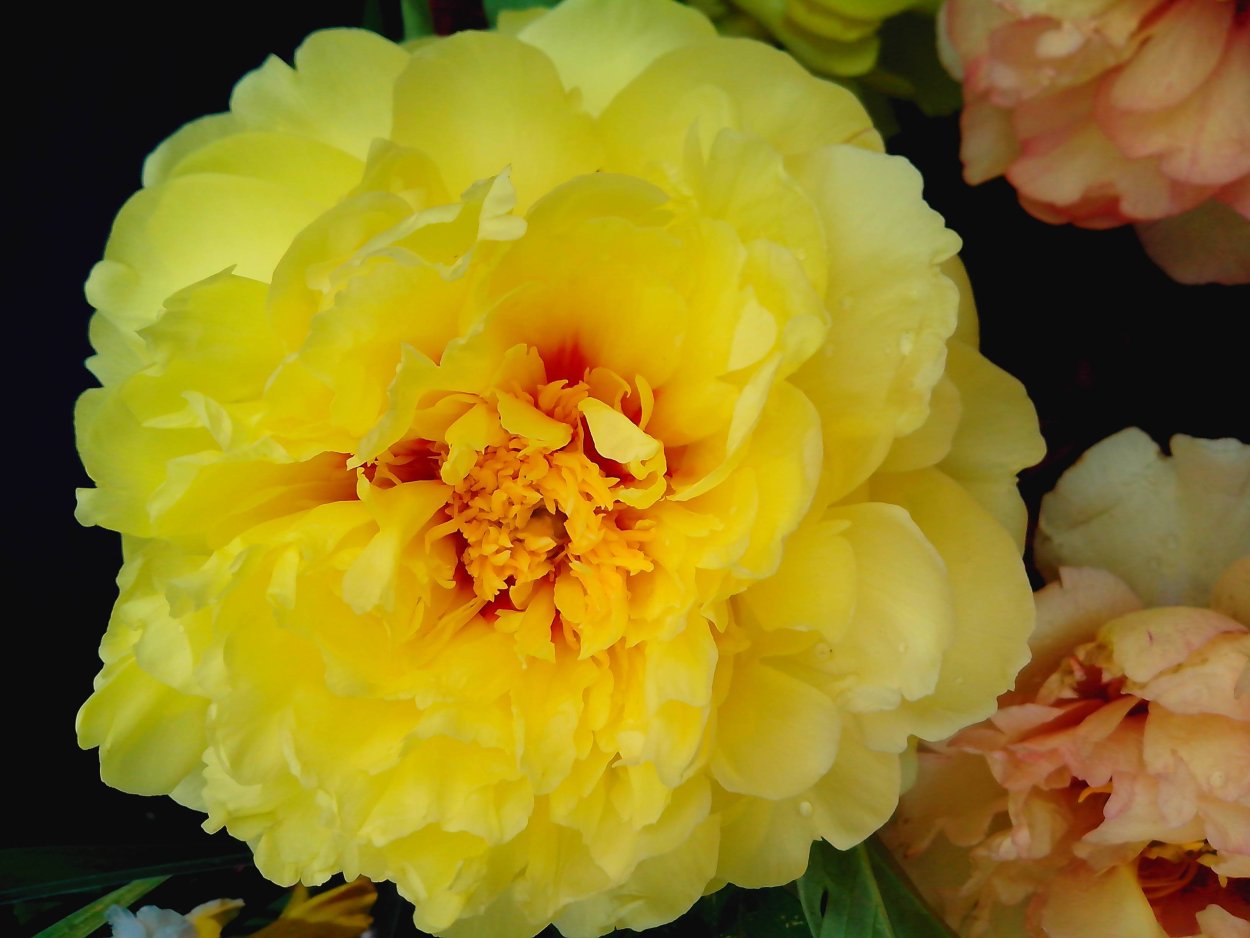 Пион молочноцветковый Flame