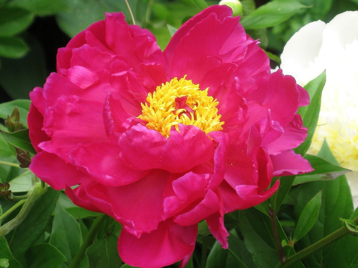 Пион Patio Peony Rome