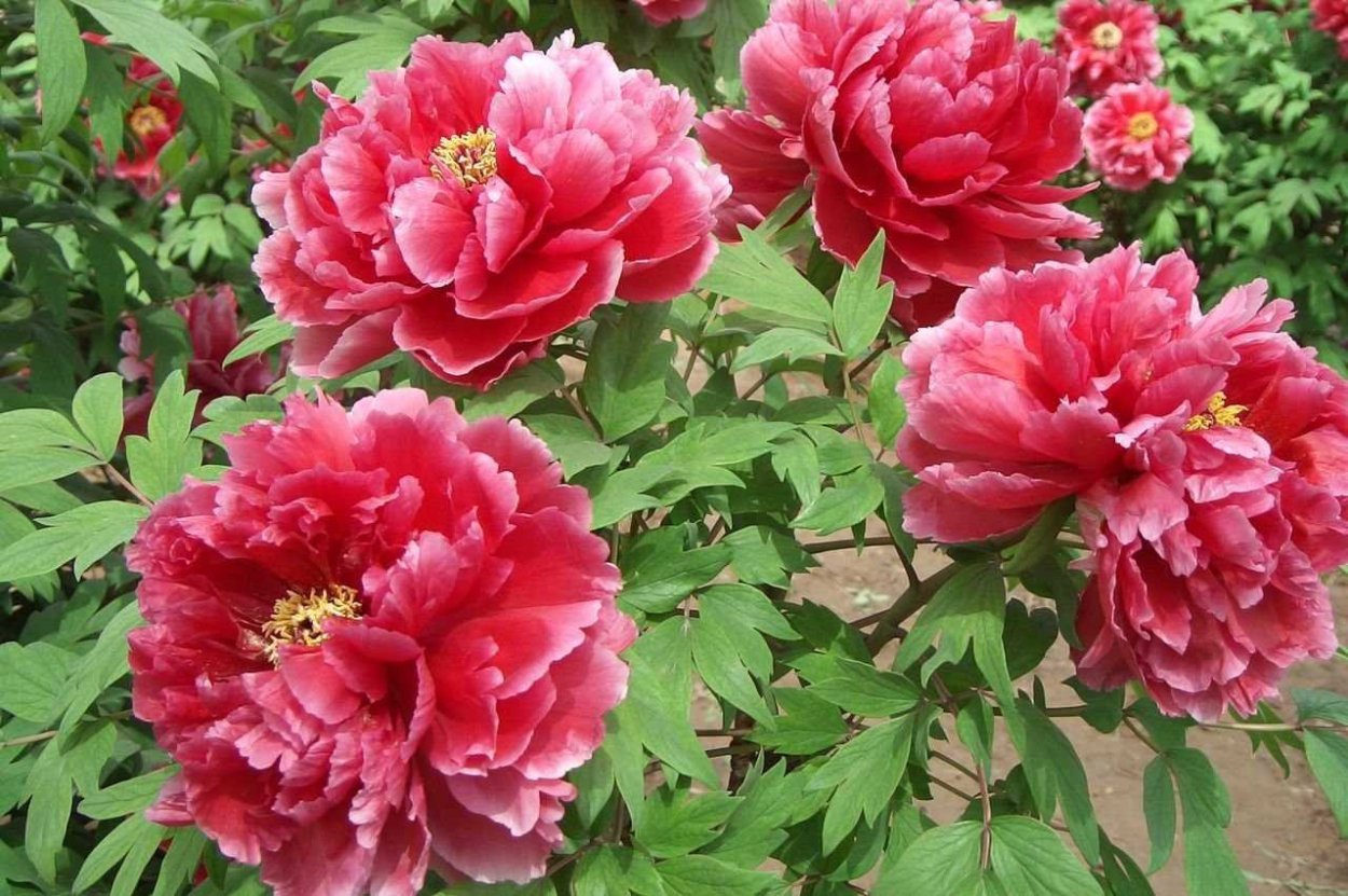 Сад и.Чубенко пионы