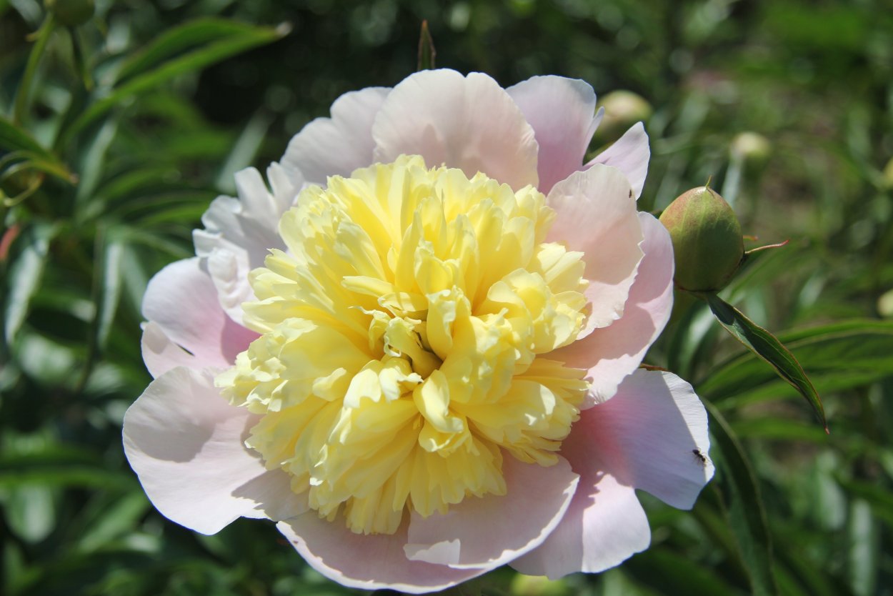 Пион Луис Ван Хотт