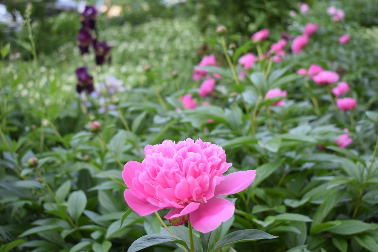 Пион Канзас