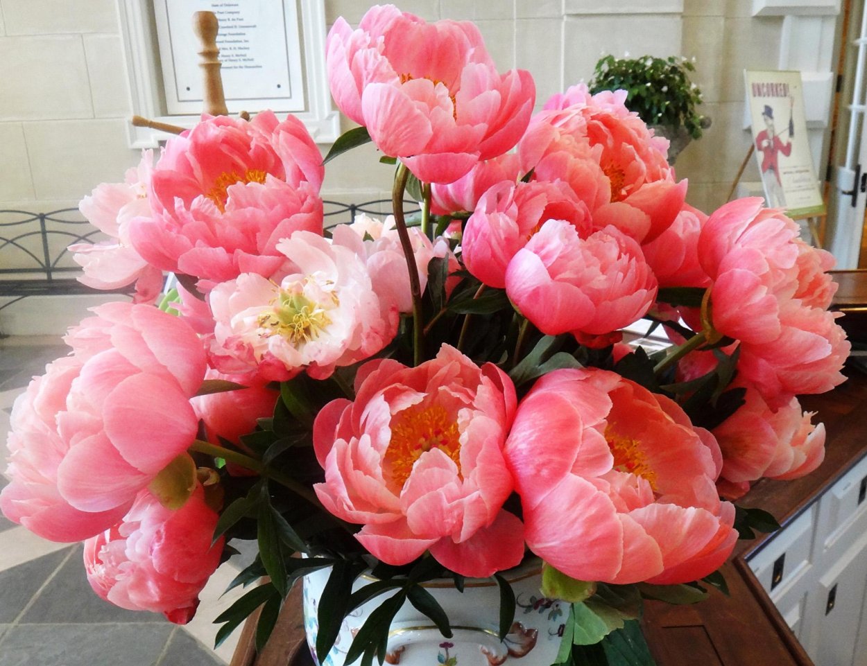 Пион Кингс Дэй