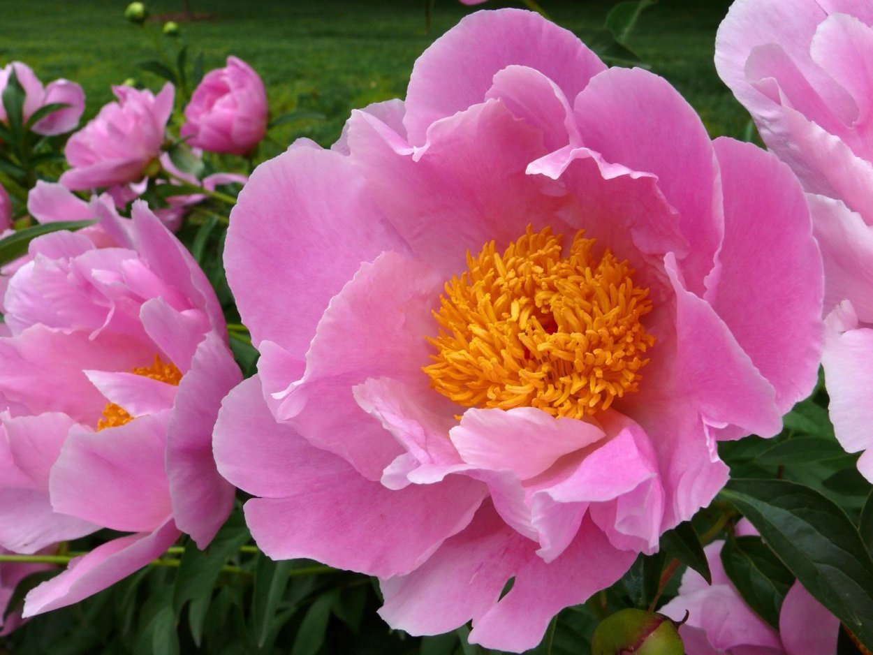 Пион травянистый Флейм