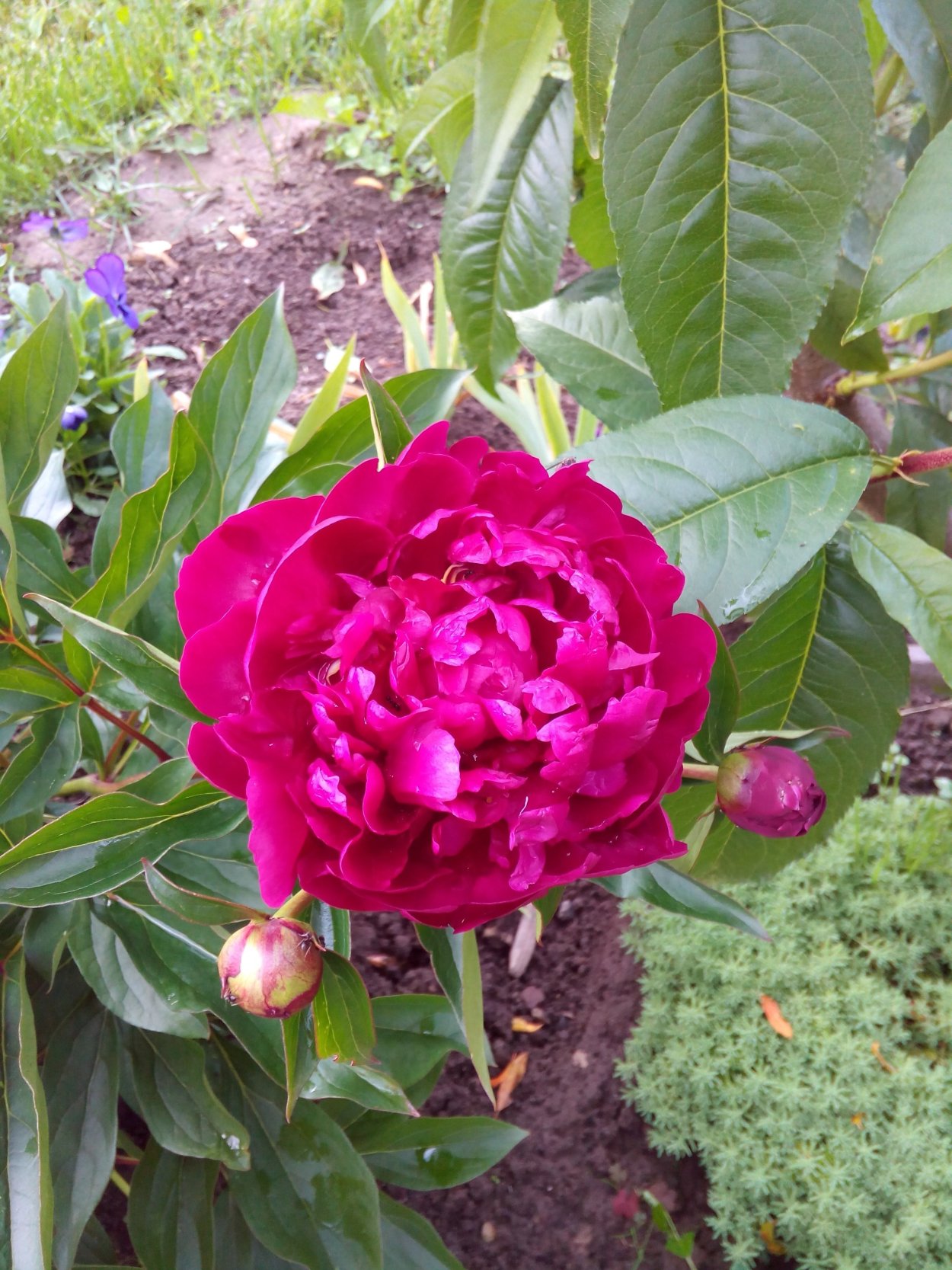 Пион Окинава