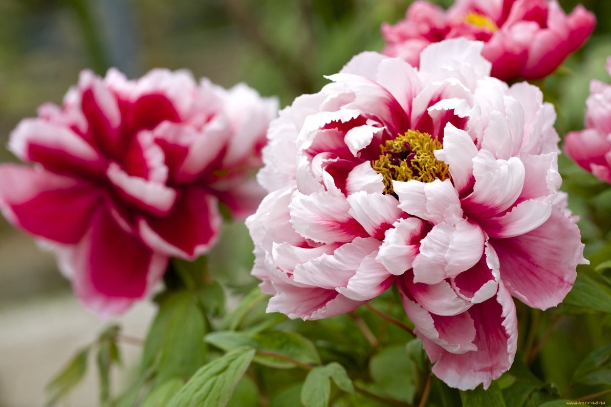 Пион травянистый Ричи