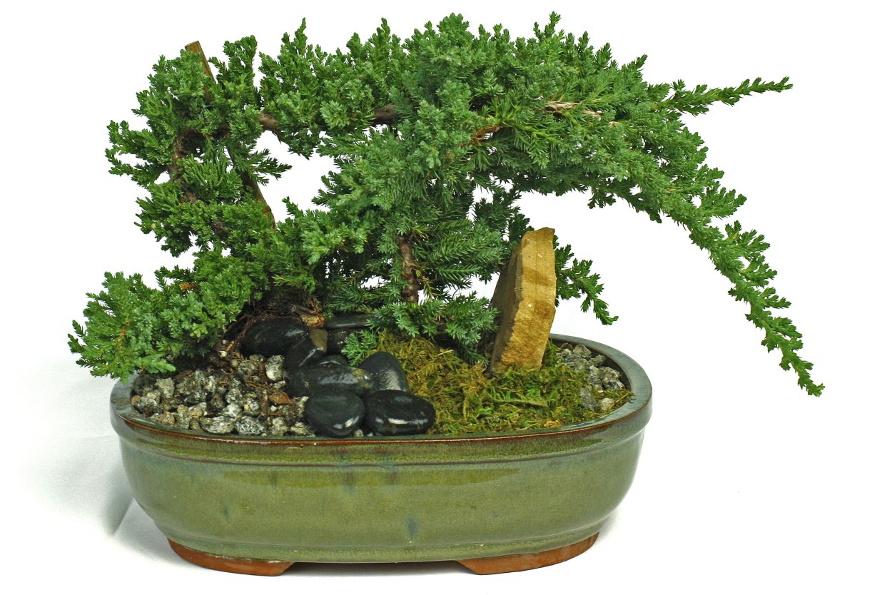 Можжевельник китайский бонсай