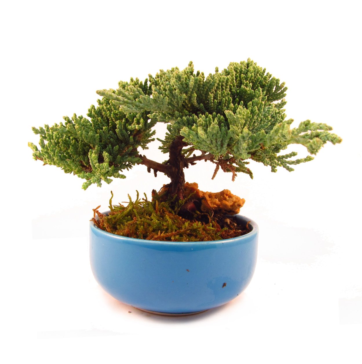 Бенджамин Банзай можжевельник