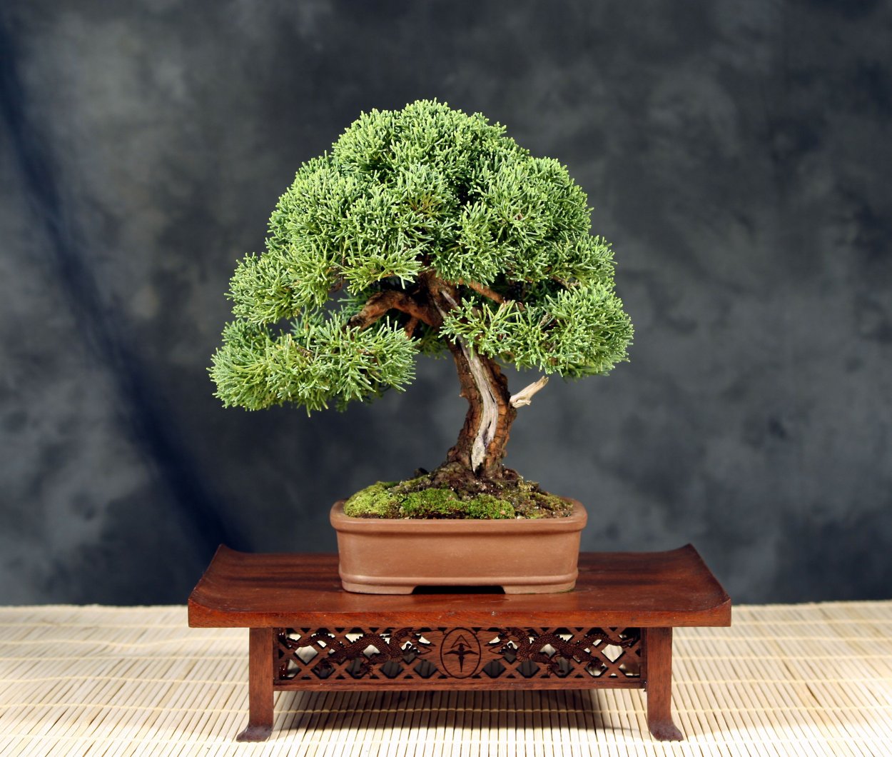 Горшок под Банзай можжевельник