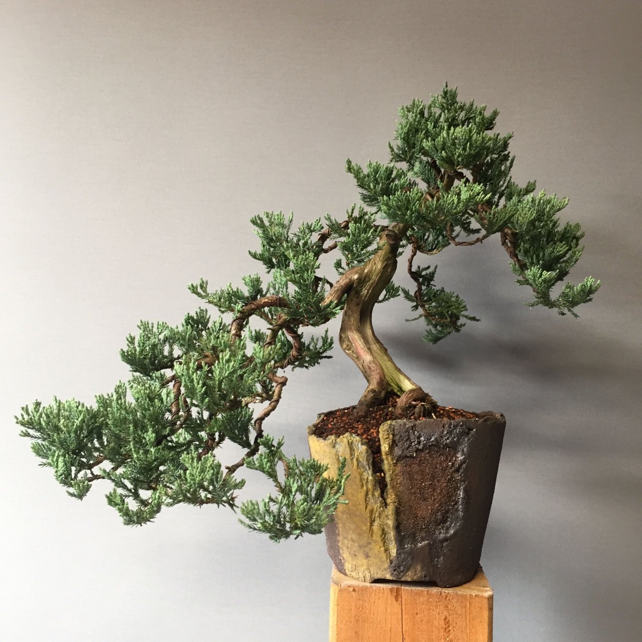 Можжевельник казацкий бонсай