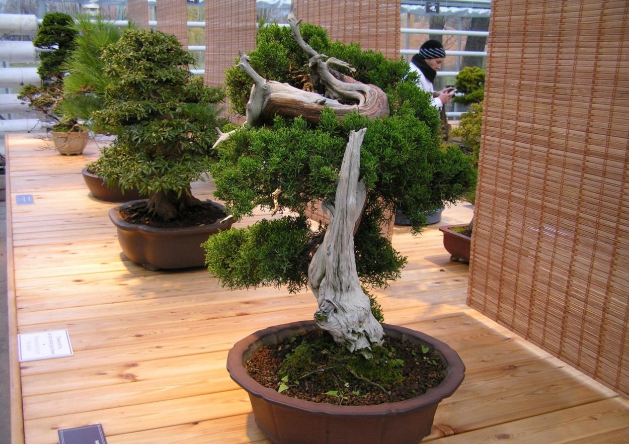 Можжевельник бонсай Wallpapers