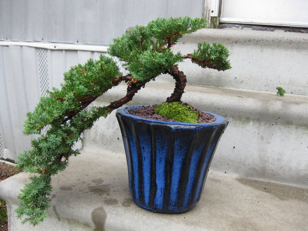 Juniperus procumbens Bonsai