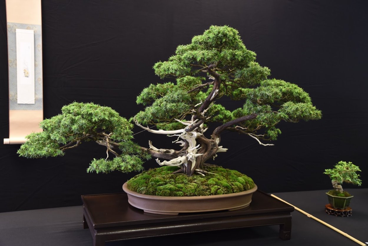 Можжевельник Мейера бонсай