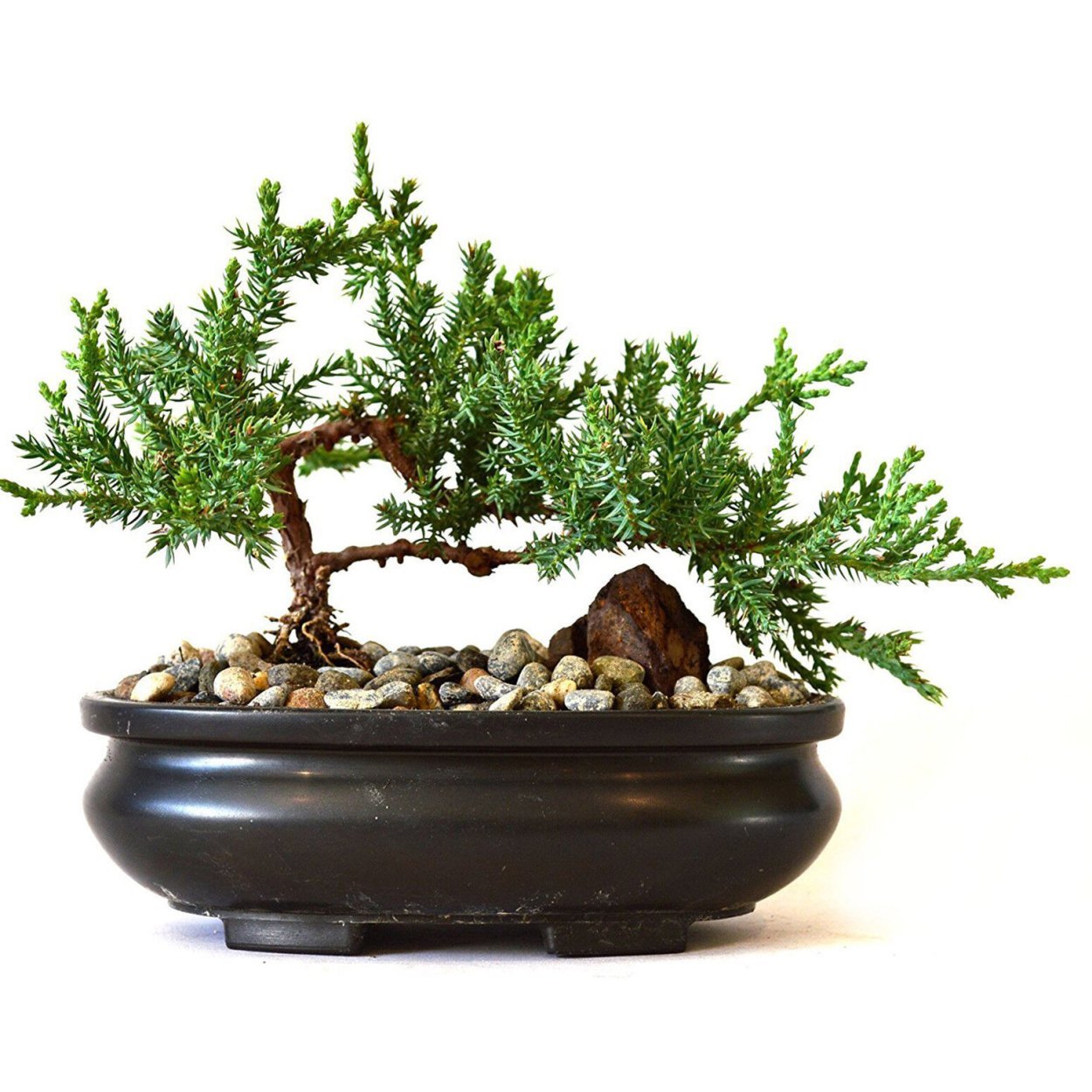 Juniper бонсай