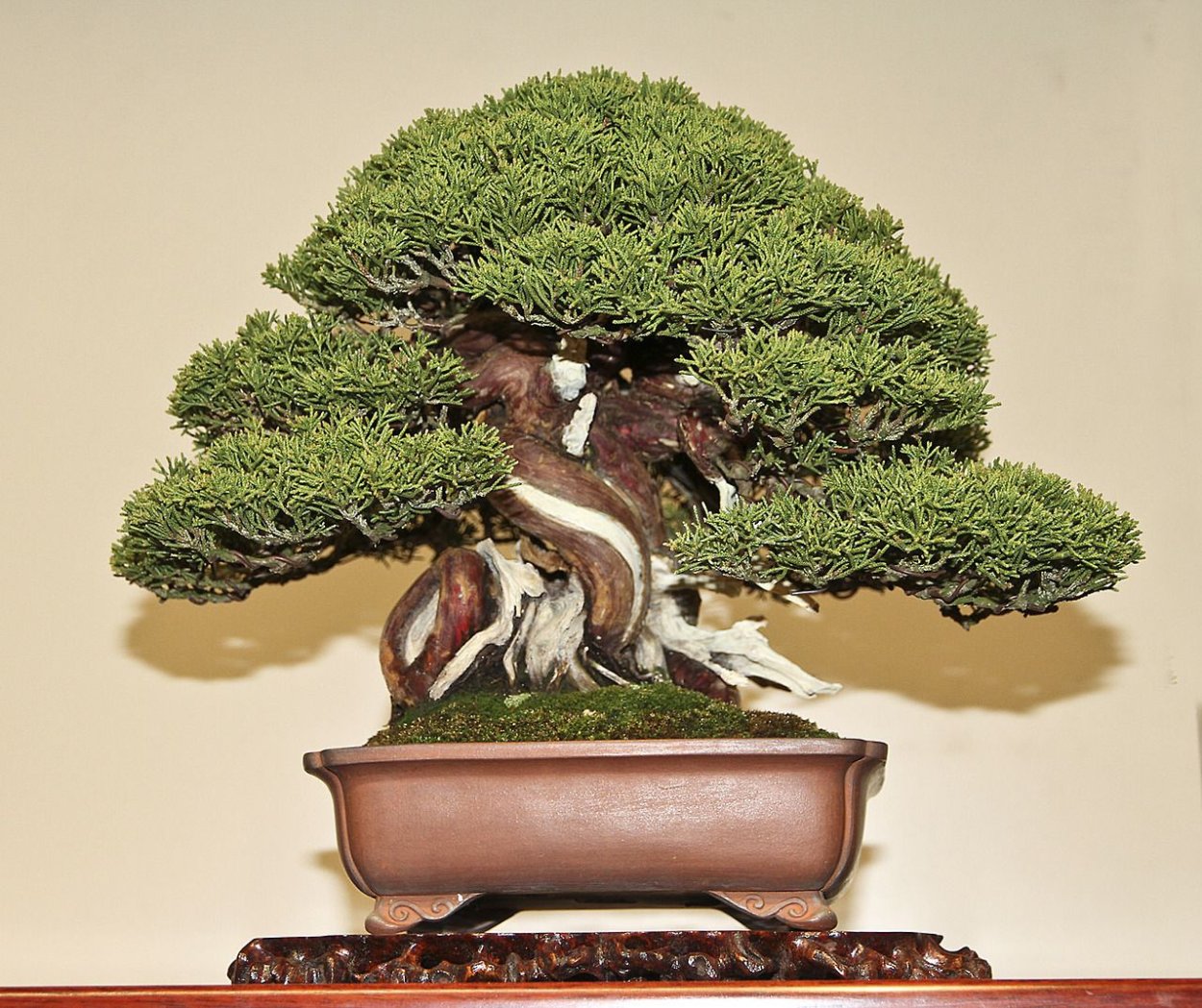 Можжевельник Мейера бонсай