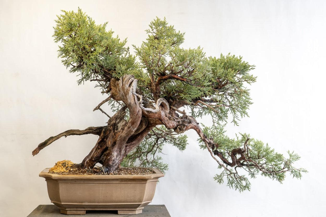 Juniper бонсай