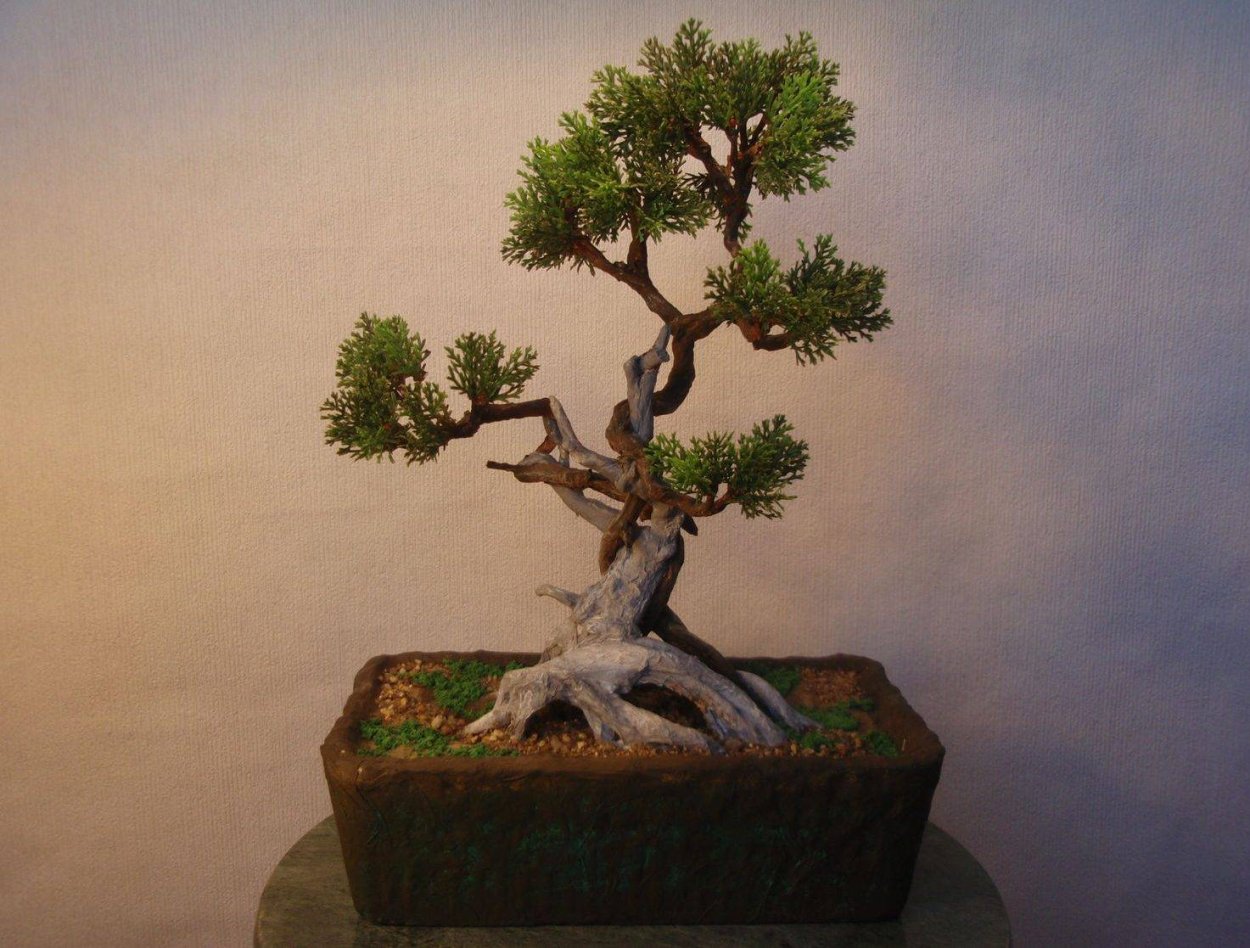 Можжевельник Мейера бонсай