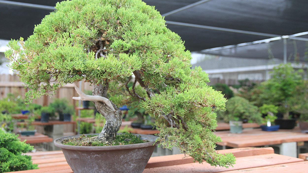 Самшит ниваки