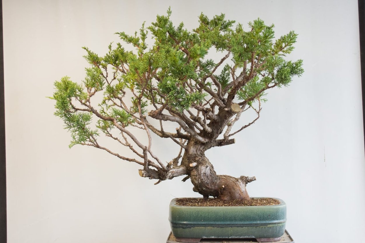 Хвойный бонсай можжевельник
