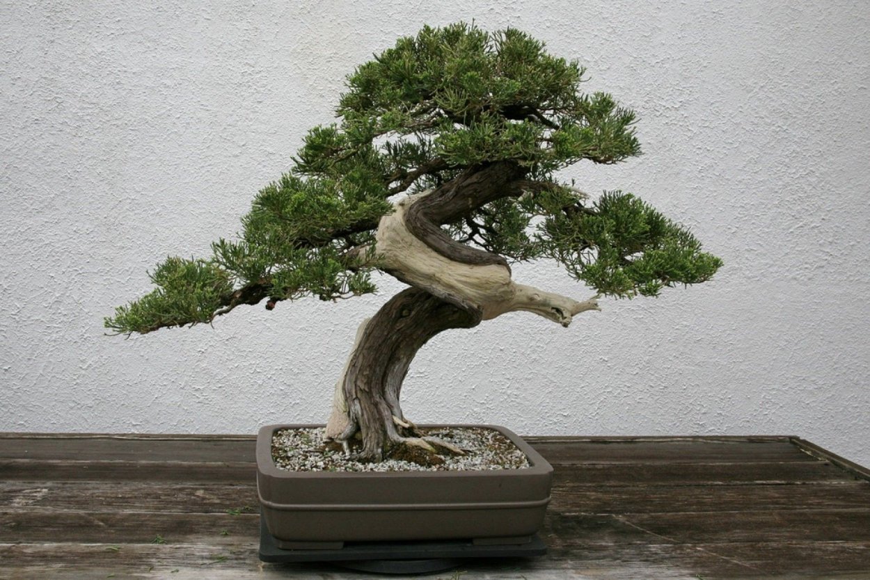 Juniperus Bonsai