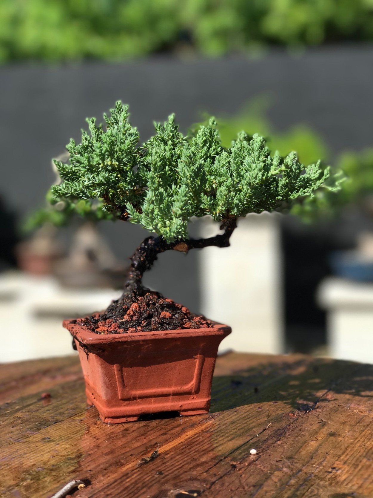 Бонсай можжевельник "Итика"